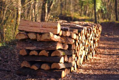 Firewood storage and seasoning: the complete guide