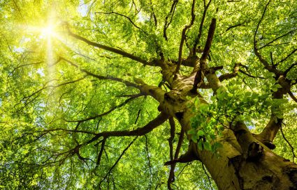 Chauffage au bois et qualité de l'air...